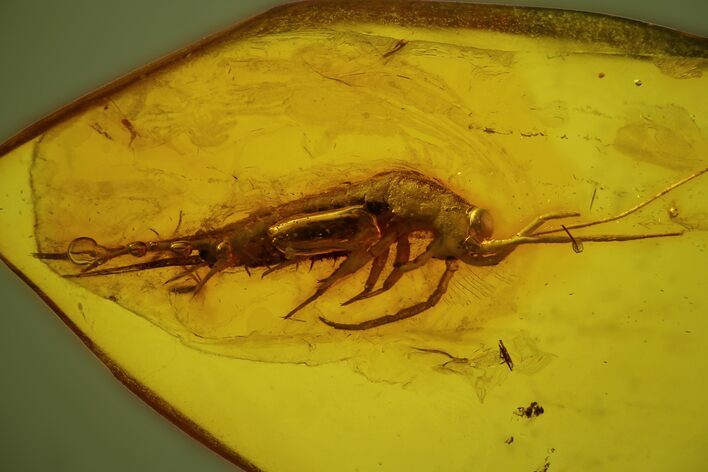 Fossil Bristletail (Archaeognatha) In Baltic Amber #142194